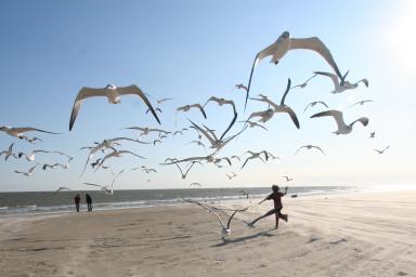 A Lesson on The Gulls of Salt Lake