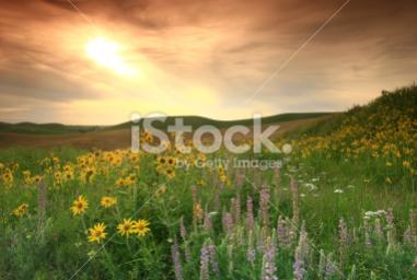 A Lesson on The Prairie Project