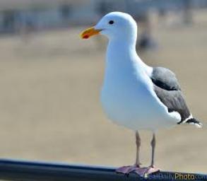 A Lesson on The Gulls of Salt Lake