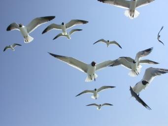 A Lesson on The Gulls of Salt Lake