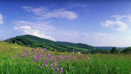 A Lesson on Nature's Violet Children