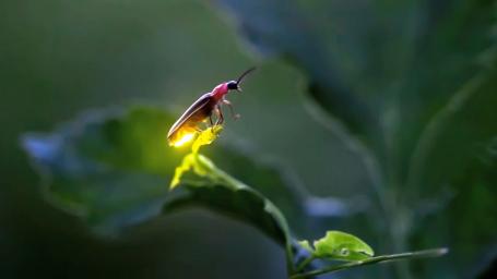 A Lesson on How the Firefly Got Its Light