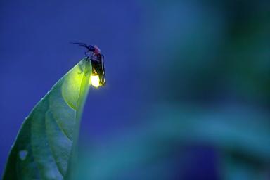 A Lesson on How the Firefly Got Its Light