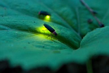 A Lesson on How the Firefly Got Its Light