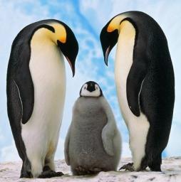 Penguins