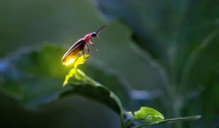 A Lesson on How the Firefly Got Its Light