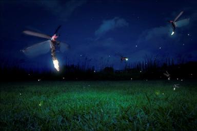 A Lesson on How the Firefly Got Its Light