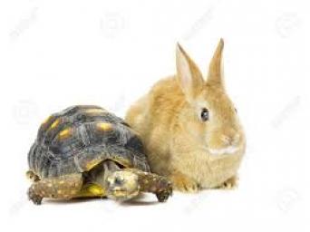 A Lesson on The Turtle and the Rabbit