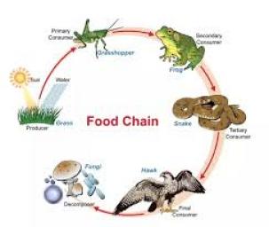 A Lesson on Breaking the Food Chain