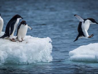 Penguins