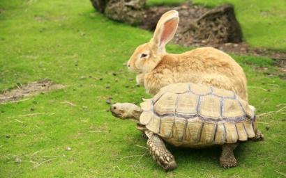 A Lesson on The Turtle and the Rabbit