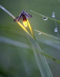 A Lesson on How the Firefly Got Its Light