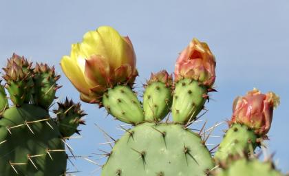 A Lesson on Plants and Places