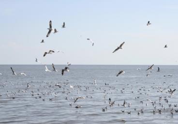 A Lesson on The Gulls of Salt Lake