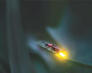 A Lesson on How the Firefly Got Its Light